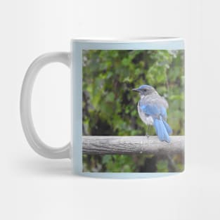 Western scrub-jay, birds, wildlife gifts Mug